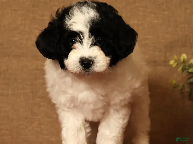 Pomapoo dogs for sale: Callie - Ad 2