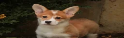Welsh Corgi Pembroke dogs for sale: Mila Welsh Corgi Pembroke  - Ad 10
