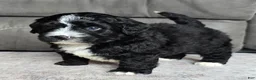 Mini Bernedoodle dogs for sale: Mini Blaze - Ad 7