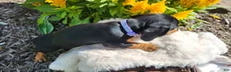 Miniature Dachshund dogs for sale: Zurie - Ad 6