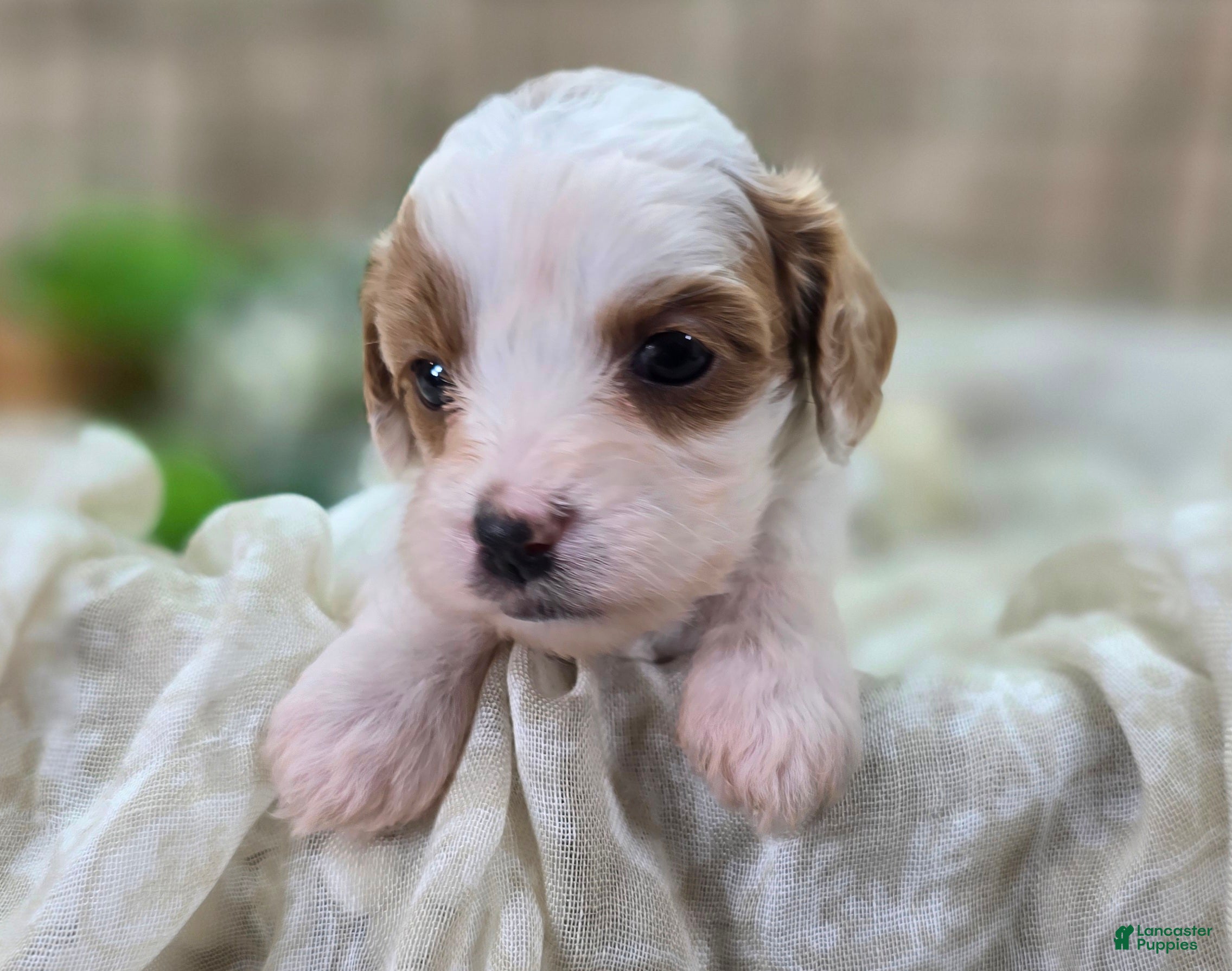 Cavapoo dogs Cream - Ad 20