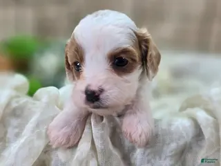 Cavapoo dogs Cream - Ad 34