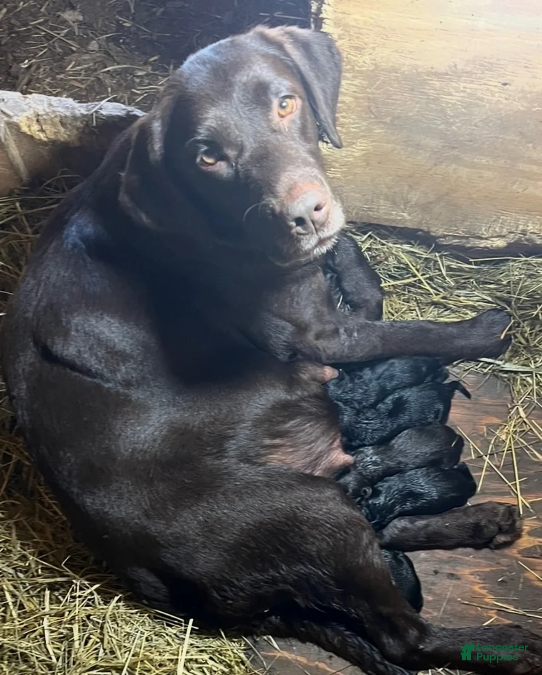 Labrador Retriever dogs for sale: Labrador Retriever 2 - Ad 2