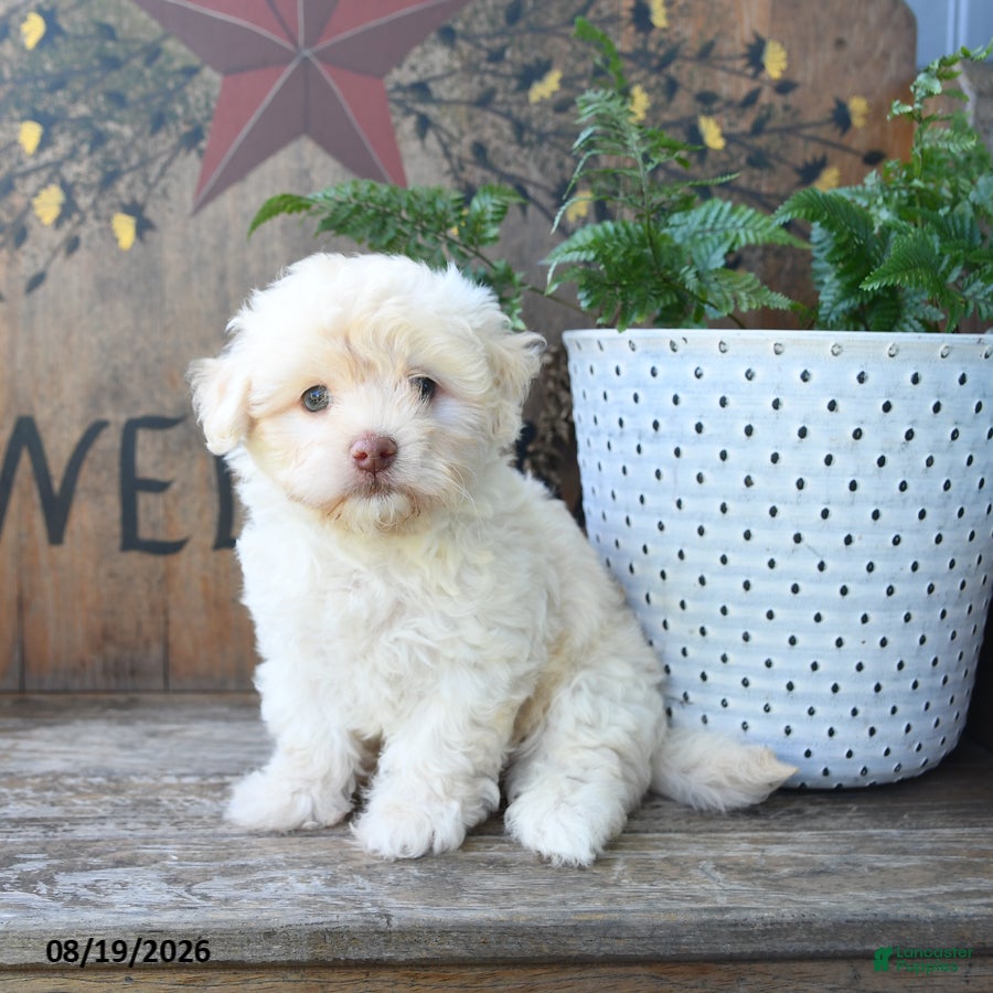 Maltipoo dogs Fiona - Ad 1