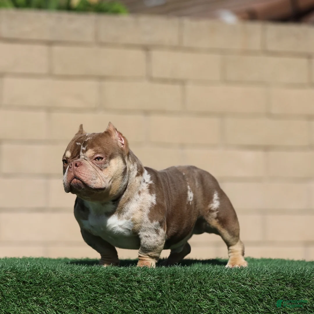 American Bully dogs for stud: Goldmine - Ad 4