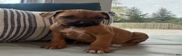 Rhodesian Ridgeback dogs for sale: "JAVA" AKC RHODESIAN RIDGEBACK - Ad 6