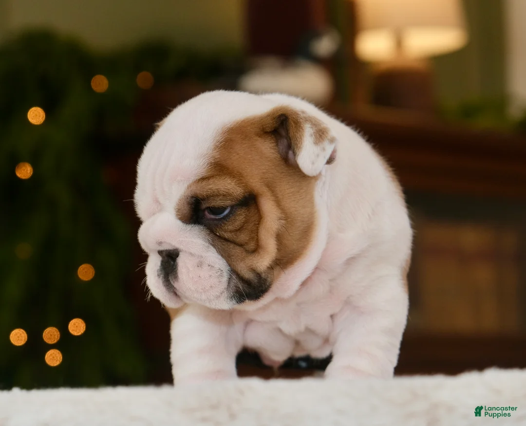 English Bulldog dogs for sale: Thor  - Ad 3