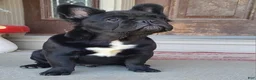 French Bulldog dogs for sale: Black fluffy male - Ad 3