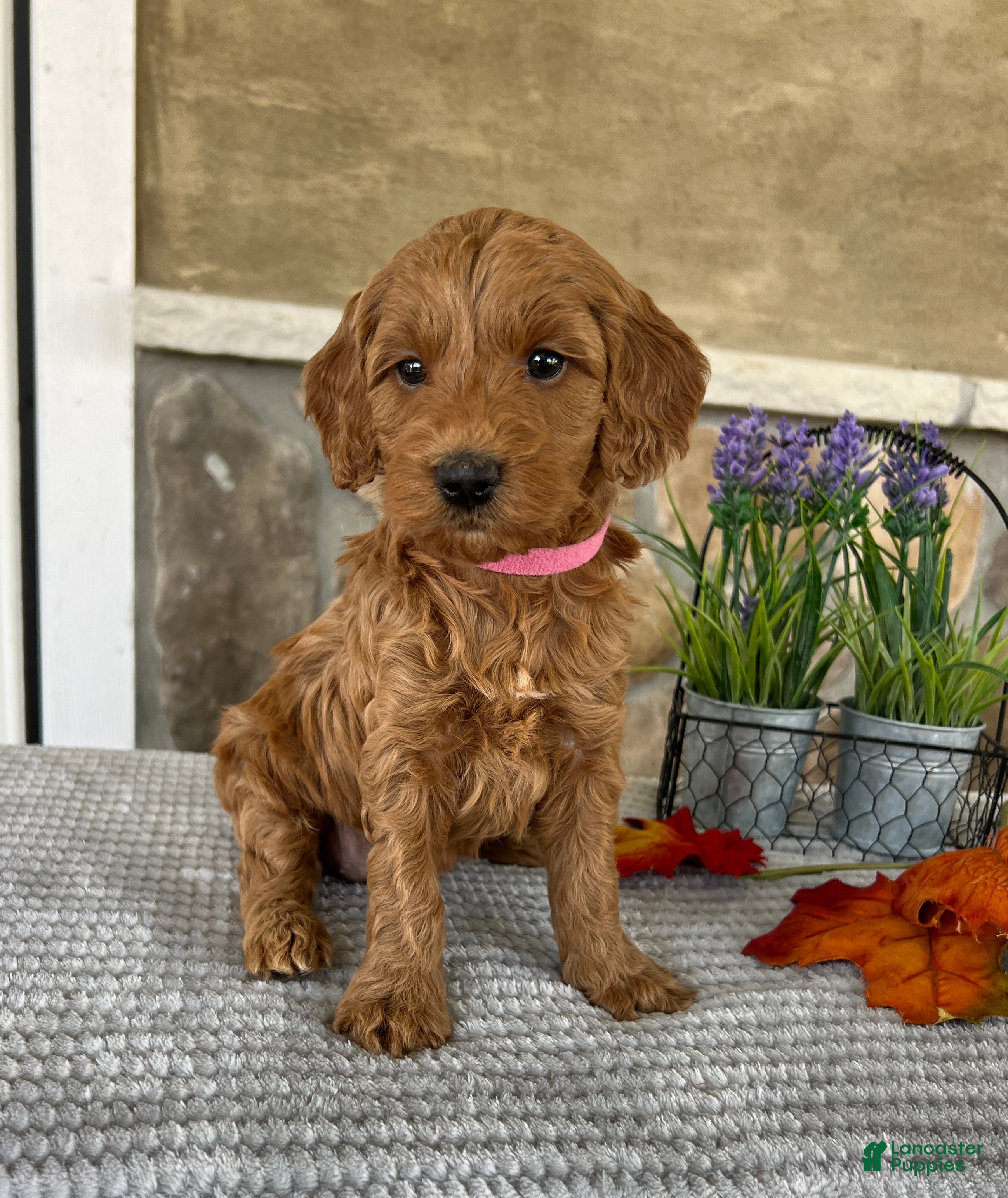 Goldendoodle dogs Lacey - Ad 1