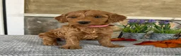 Goldendoodle dogs for sale: Lacey - Ad 1