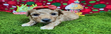 Toy Poodle Puppy 4