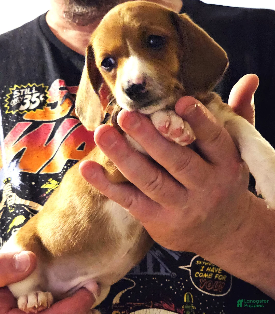 Miniature Dachshund dogs for sale: Miniature Dachshund Piebald (Yoshi) - Ad 2