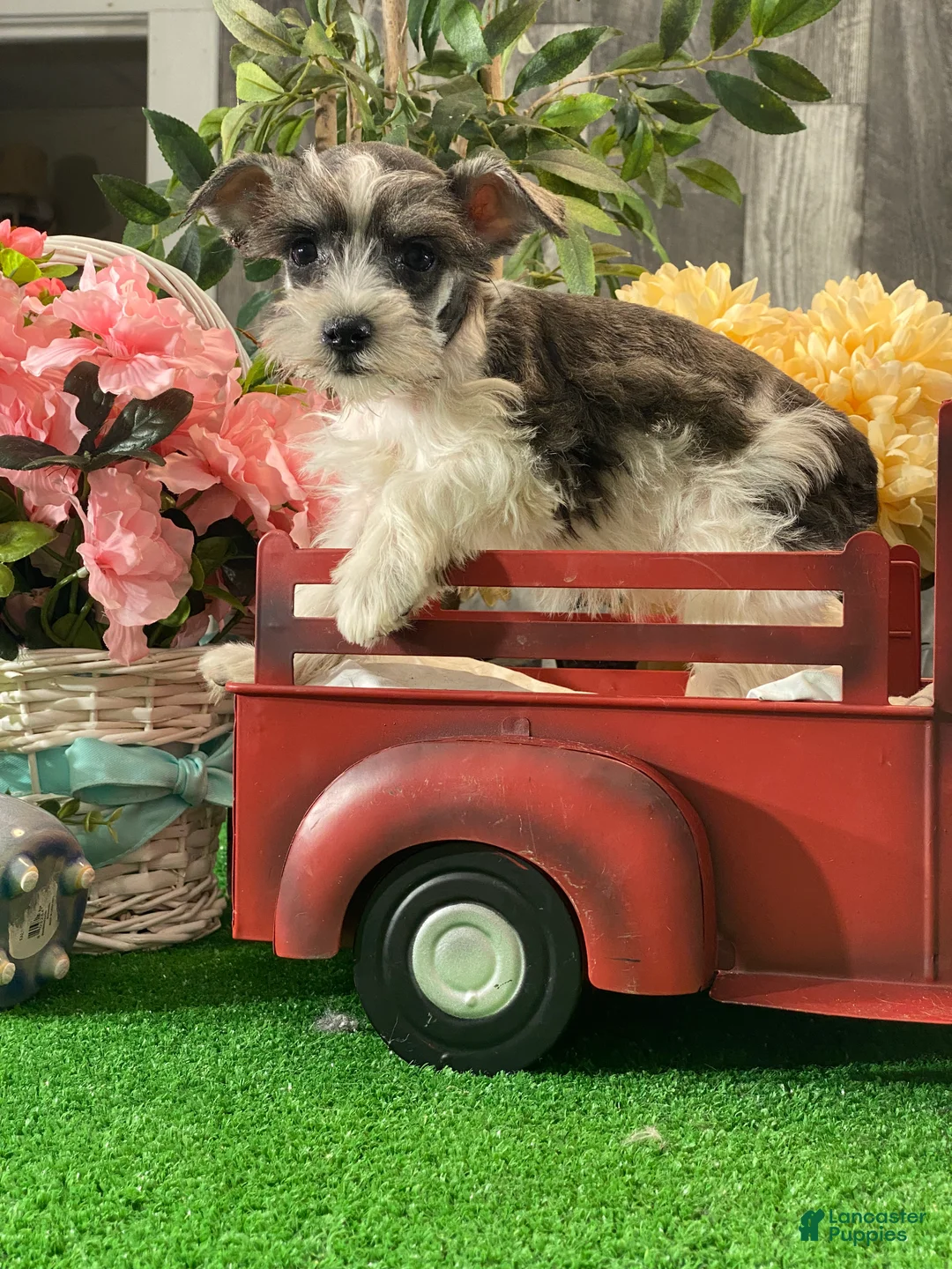 Miniature Schnauzer dogs for sale: Kate - Ad 1