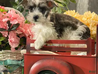 Miniature Schnauzer dogs Kate - Ad 12