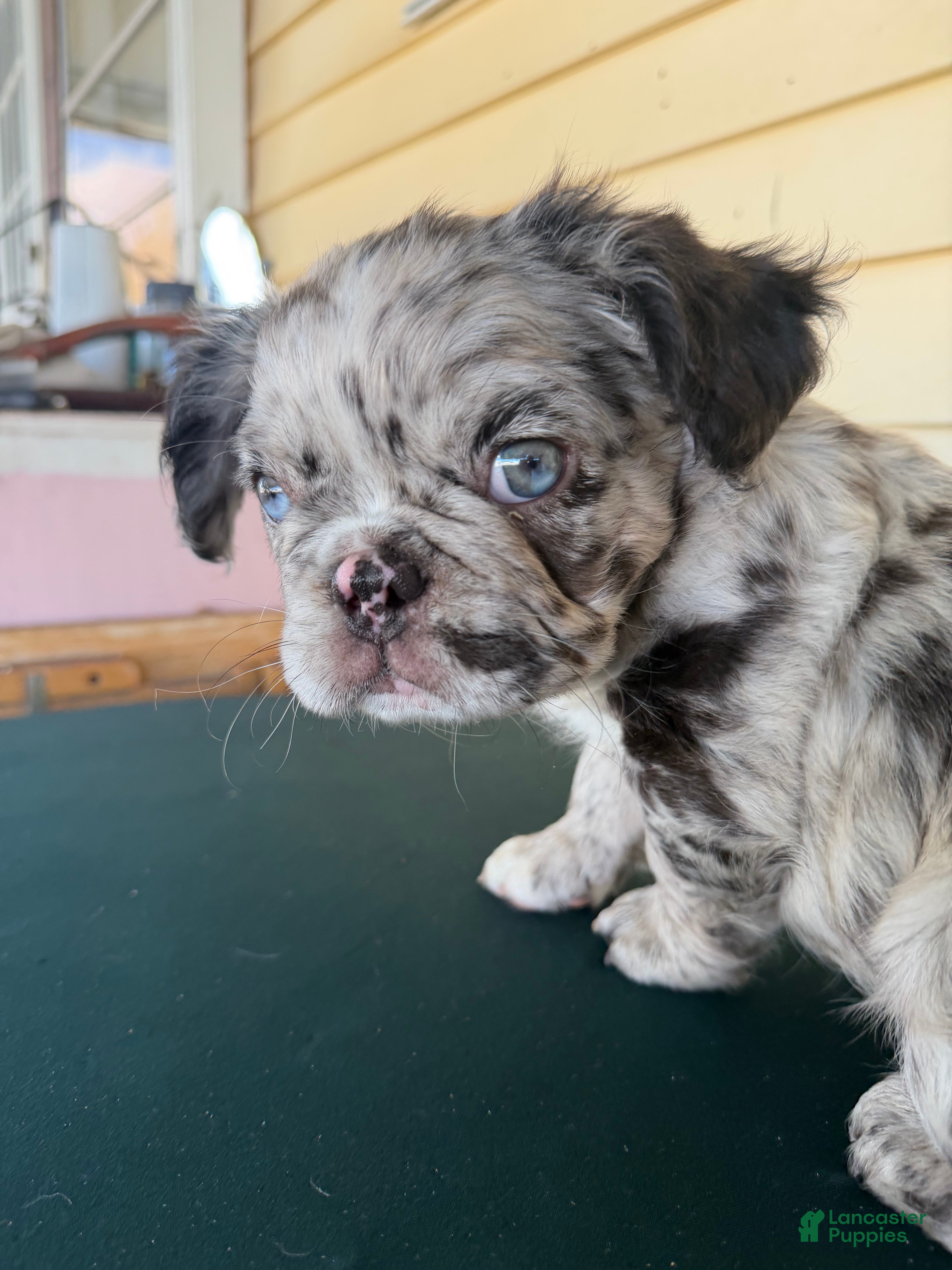 French Bulldog dogs French Bulldog Puppy 1 - Ad 5