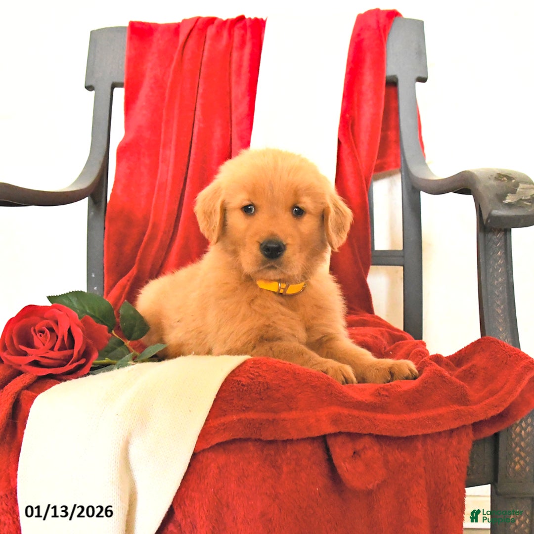 Golden Retriever dogs for sale: James   - Ad 5