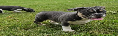 Mini Bulldog Blue