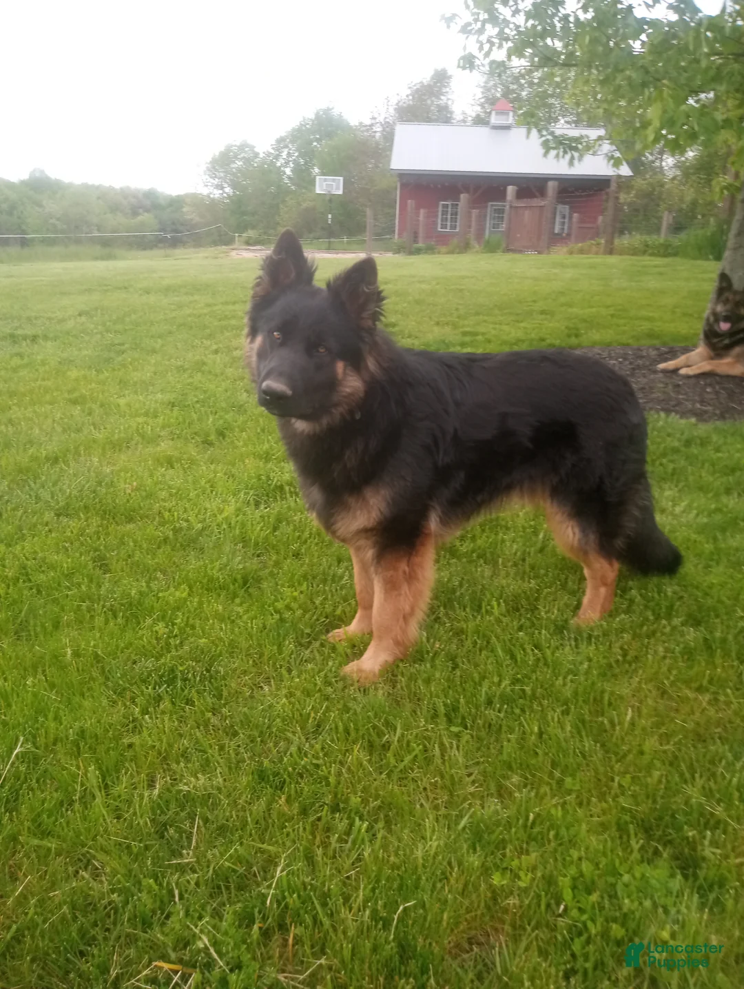 German Shepherd dogs for sale: Barkley - Ad 6