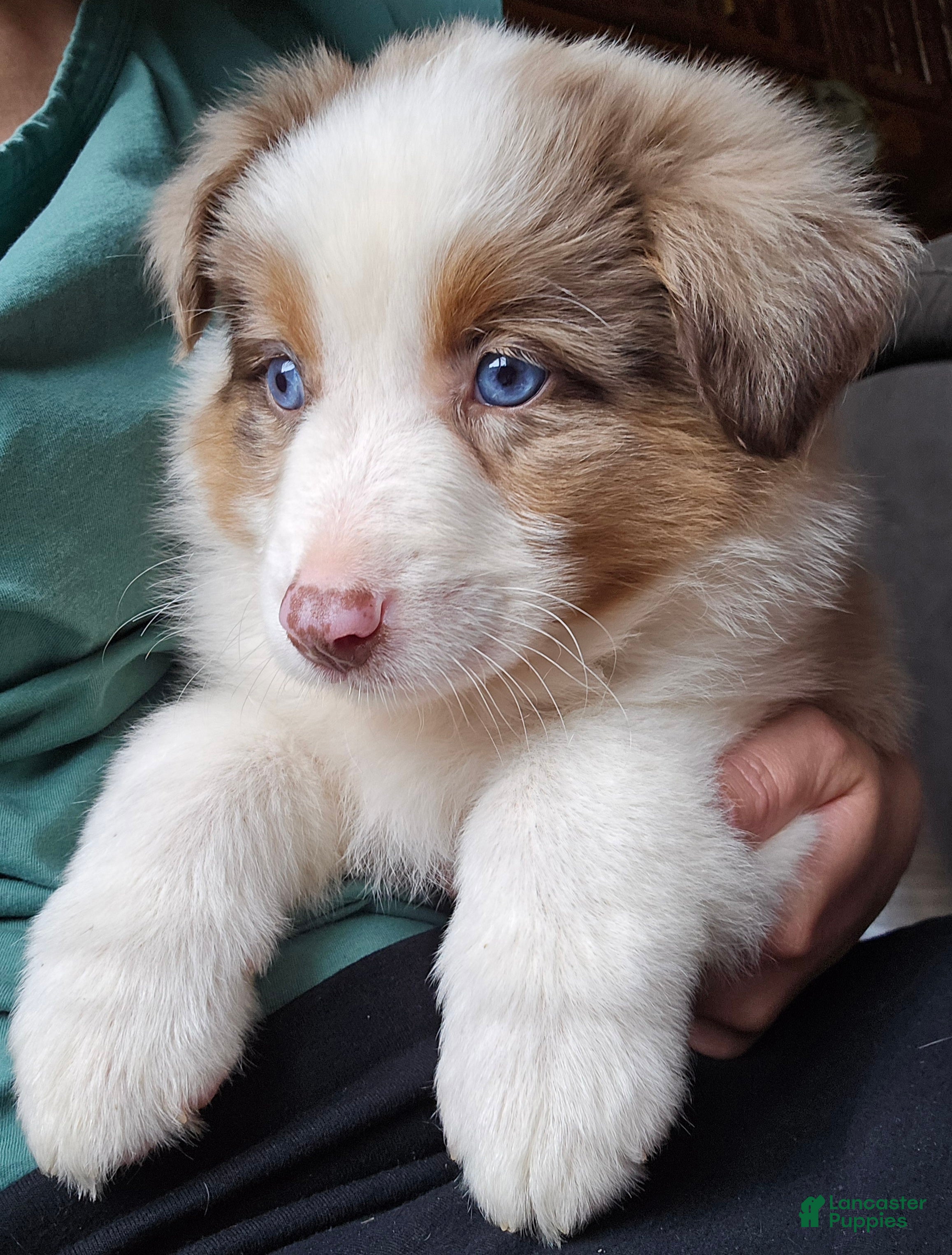 Australian Shepherd dogs Willow - Ad 1