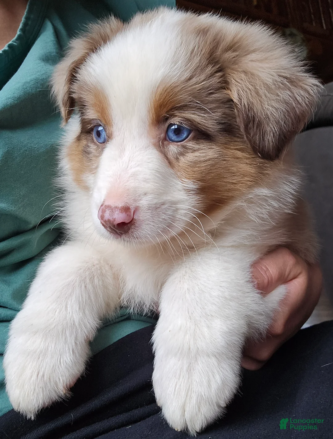 Australian Shepherd dogs for sale: Willow - Ad 1
