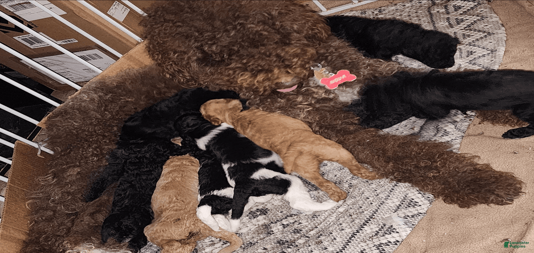 Gallery Image {{count}}