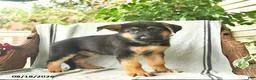 German Shepherd dogs for sale: Gizmo - Ad 4