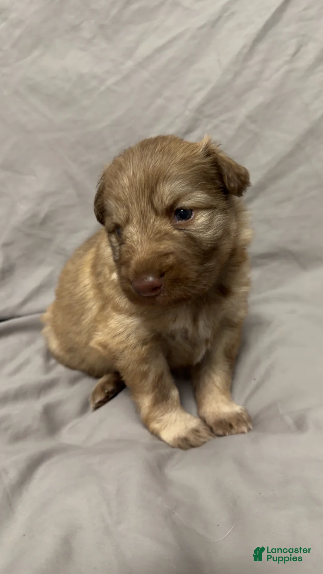 German Shepherd dogs for sale: German Shepherd Puppy 1 - Ad 2