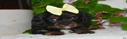 Cavalier King Charles Spaniel dogs for sale: Cavalier King Charles Spaniel 4 - Ad 3