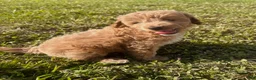 Mini Goldendoodle dogs for sale: Mini Goldendoodle Puppy 2 - Ad 2