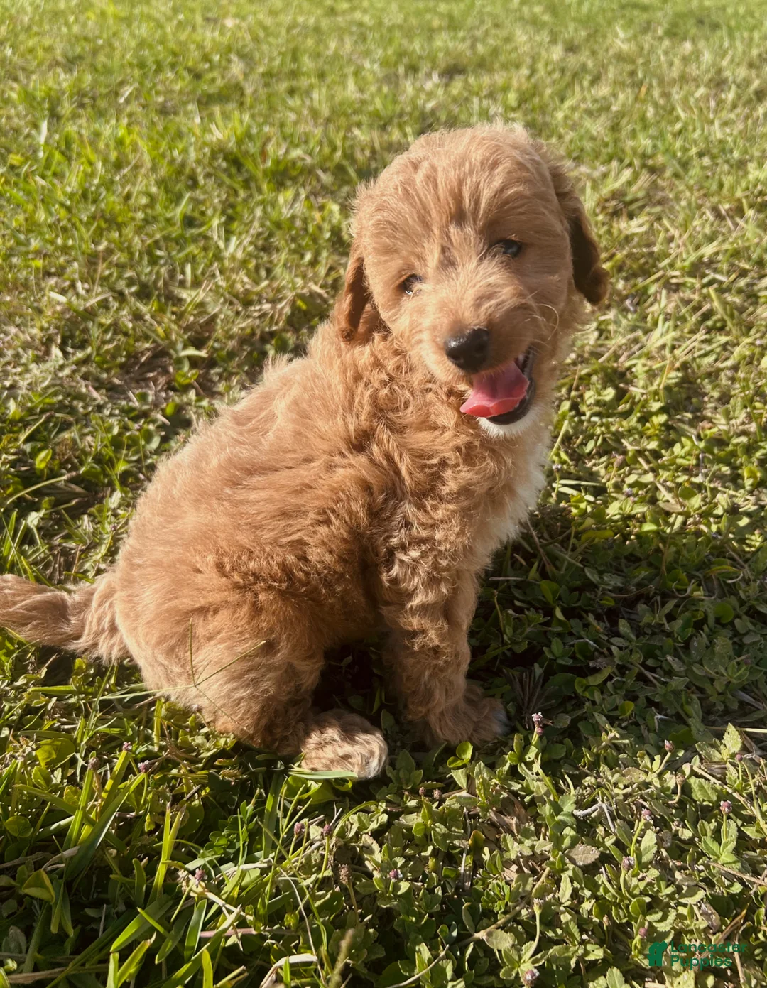 Mini Goldendoodle dogs for sale: Mini Goldendoodle Puppy 2 - Ad 2