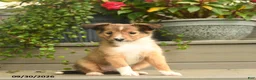 Shetland Sheepdog dogs for sale: Joy - Ad 3