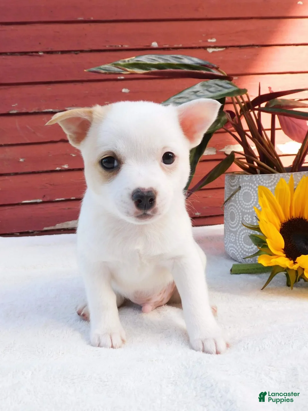 Mixed Breed dogs for sale: Jojo - Ad 1