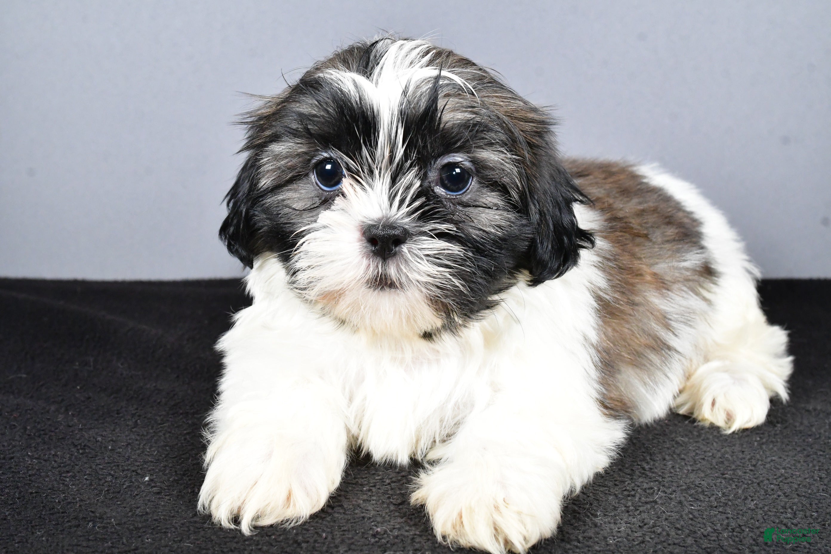 Shih Tzu dogs Lexi - Ad 24