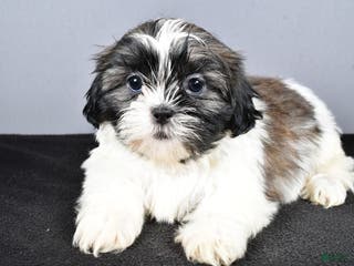 Shih Tzu dogs Lexi - Ad 41