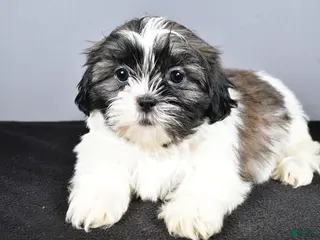Shih Tzu dogs Lexi - Ad 32