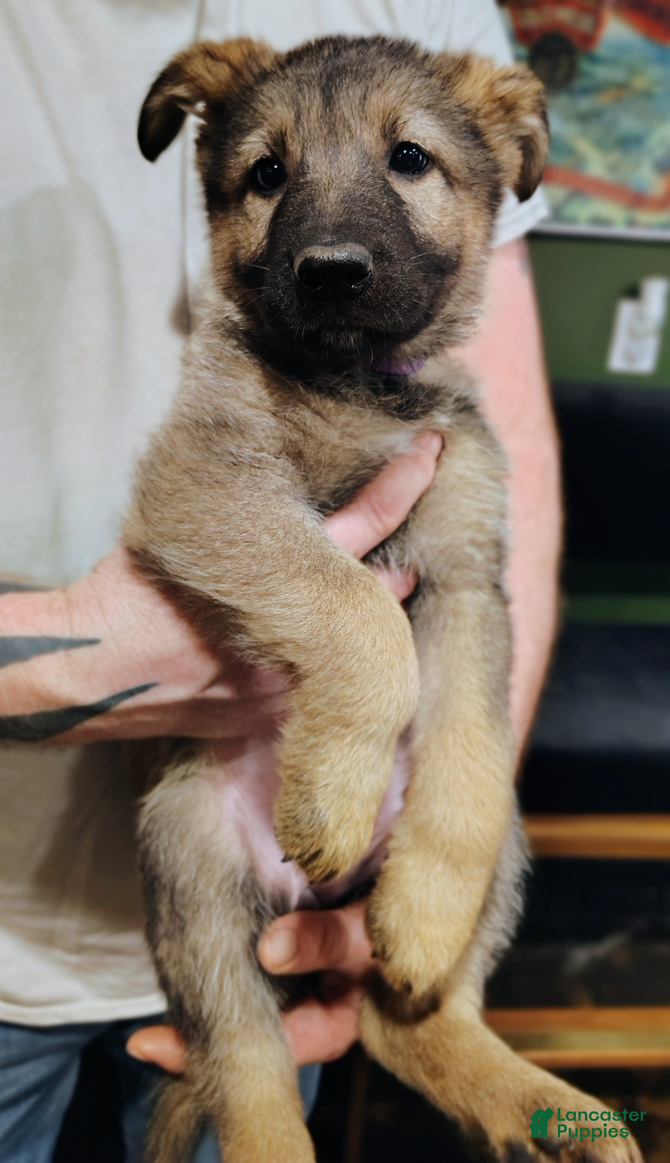 German Shepherd dogs Fern - Ad 1