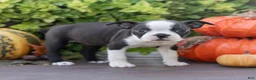 Boston Terrier dogs for sale: Jillian Boston Terrier  - Ad 8