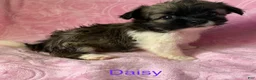 Chihuahua dogs for sale: Chihuahua Puppy 3 - Ad 4