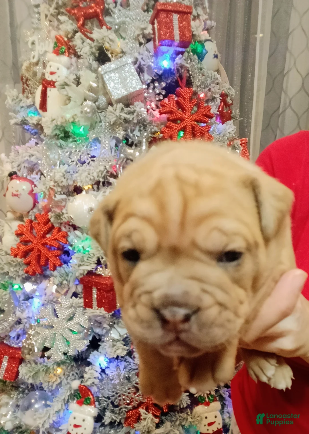 Olde English Bulldogge dogs for sale: Olde English Bulldogge Puppy 1 - Ad 6