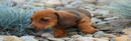 Miniature Dachshund dogs for sale: Snoopy💙 - Ad 7