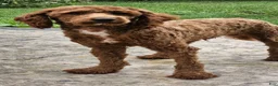 Toy Poodle dogs for sale: Jack - Ad 3