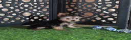 Yorkshire Terrier dogs for sale: Brutus Adorable ACA Teacup Yorkie  - Ad 3