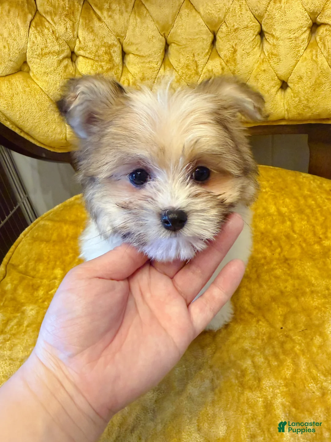 Maltipom dogs for sale: 🧡 Cookie 🤎 - Ad 2