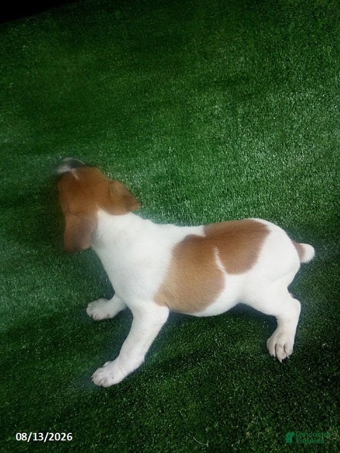 Jack Russell Terrier dogs Jason - Ad 2