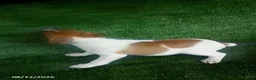 Jack Russell Terrier dogs for sale: Jason - Ad 2