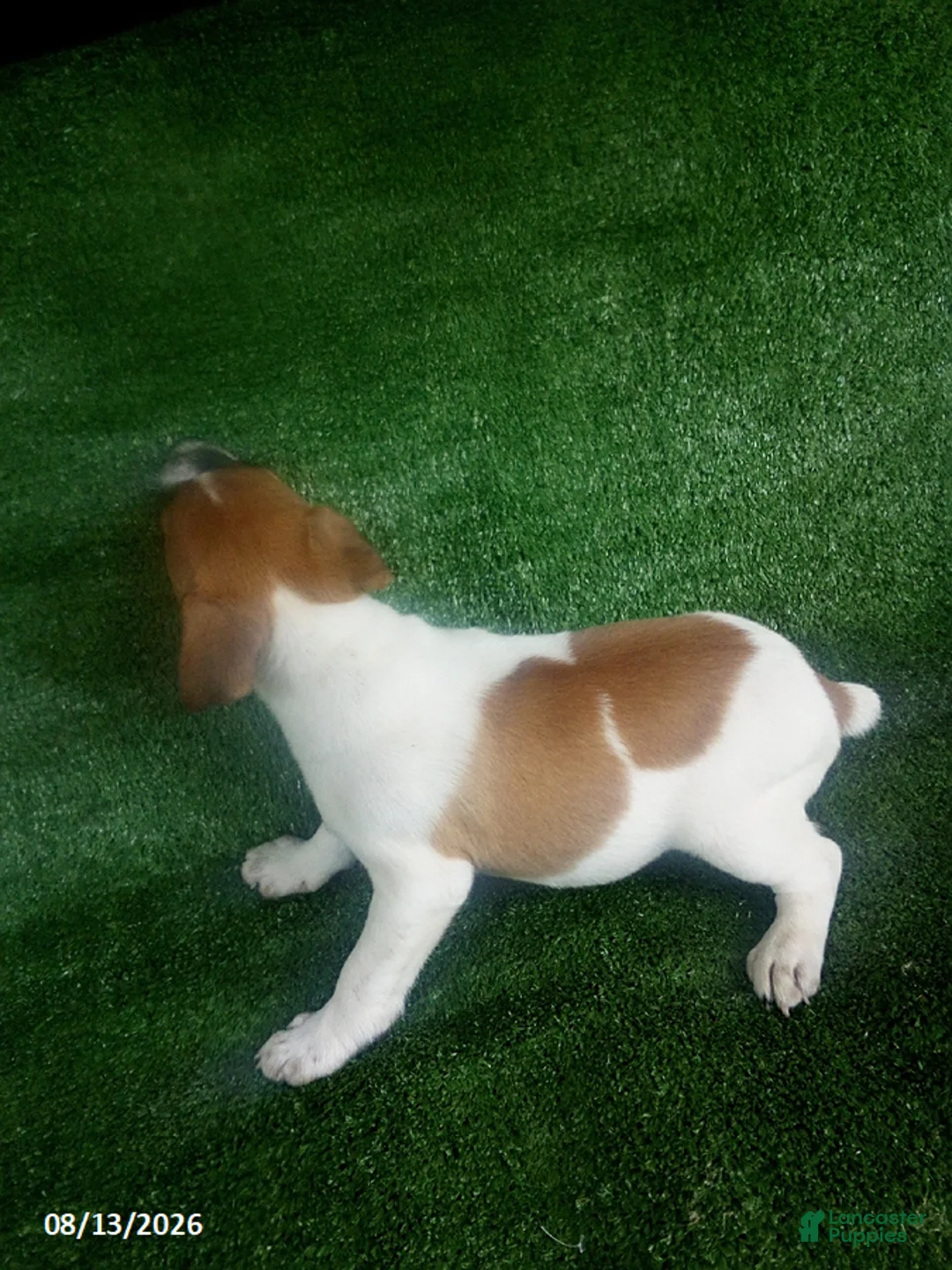 Jack Russell Terrier dogs for sale: Jason - Ad 2