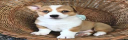 Welsh Corgi Pembroke dogs for sale: Lori  - Ad 4
