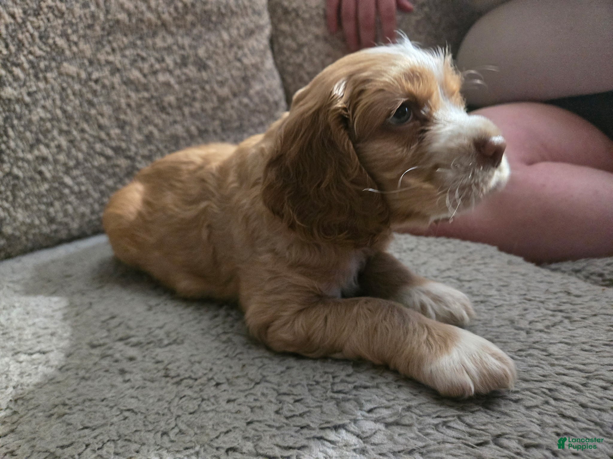 Cocker Spaniel dogs Frye - Ad 14