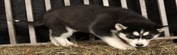 Siberian Husky dogs for sale: Beverly - Ad 5