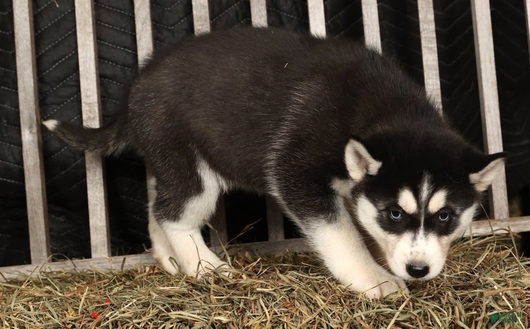 Siberian Husky dogs for sale: Beverly - Ad 5